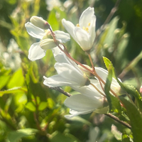 Deutzia gracilis 'Nikko'